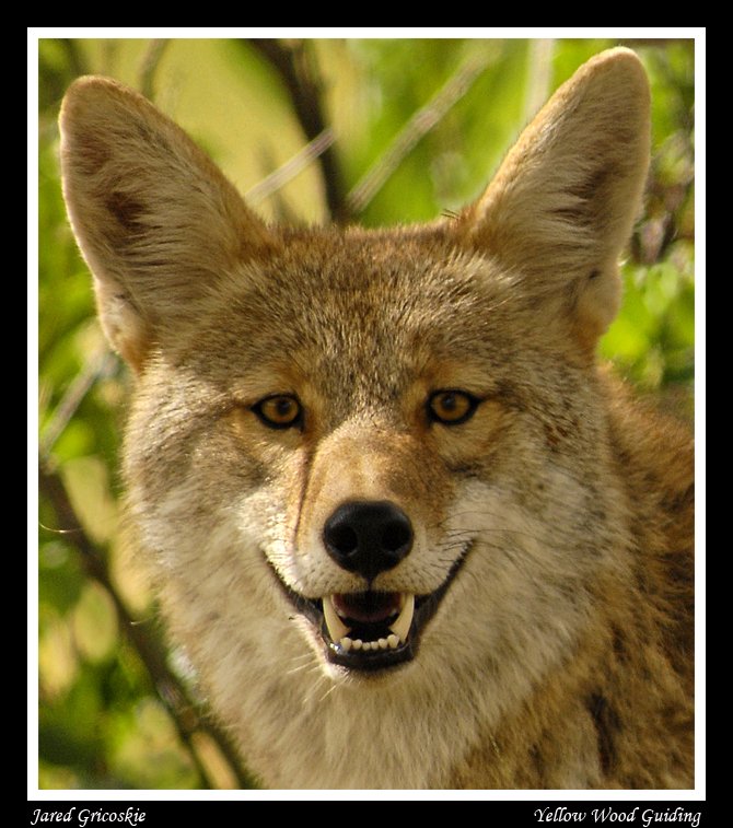 Coyote profile pic